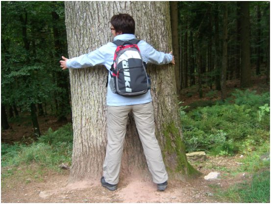 26 Der hchste Baum an der Wanderstrecke