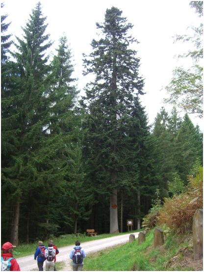 27 Der h�chste Baum an der Wanderstrecke 45m